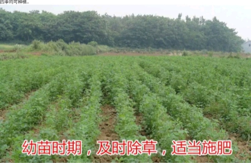 多年生紫花苜蓿种子猪牛羊兔鸡鸭鹅四季牧草苜蓿草鱼草种子