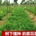 多年生紫花苜蓿种子猪牛羊兔鸡鸭鹅四季牧草苜蓿草鱼草种子