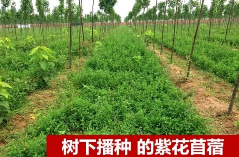 多年生紫花苜蓿种子猪牛羊兔鸡鸭鹅四季牧草苜蓿草鱼草种子