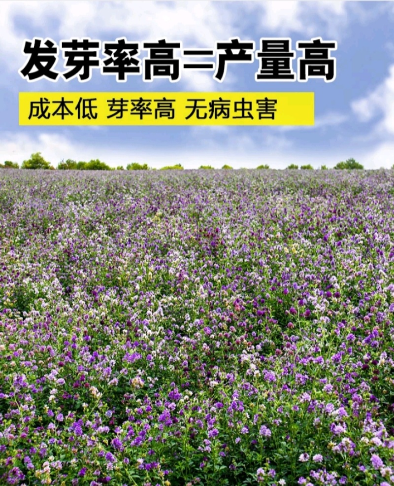 多年生紫花苜蓿种子猪牛羊兔鸡鸭鹅四季牧草苜蓿草鱼草种子