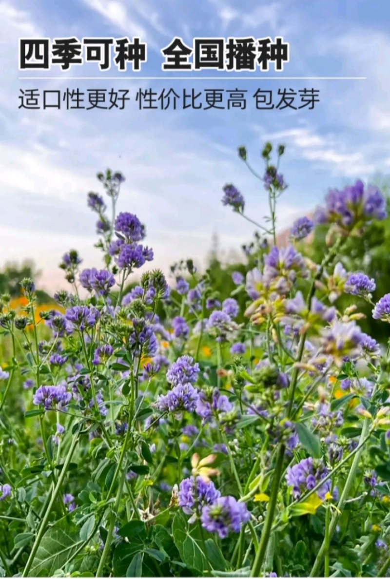多年生紫花苜蓿种子猪牛羊兔鸡鸭鹅四季牧草苜蓿草鱼草种子