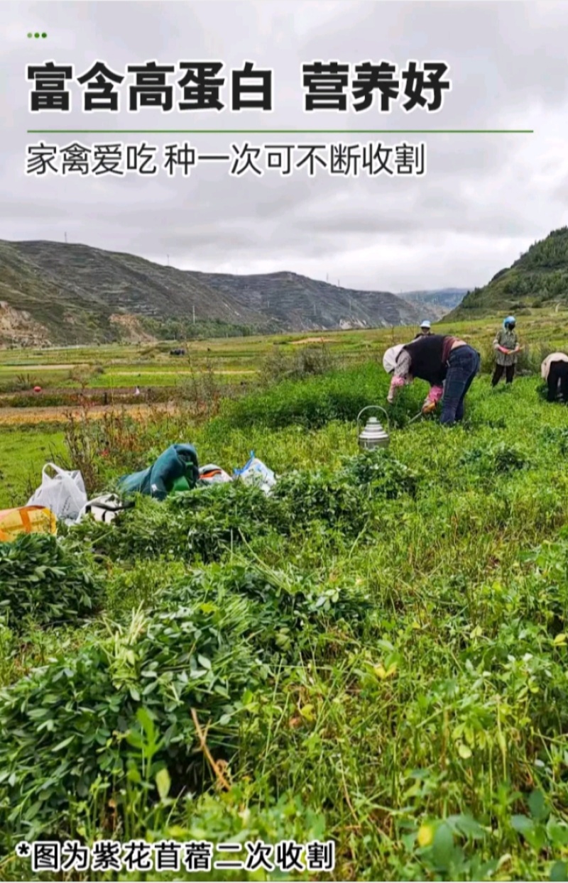 多年生紫花苜蓿种子猪牛羊兔鸡鸭鹅四季牧草苜蓿草鱼草种子