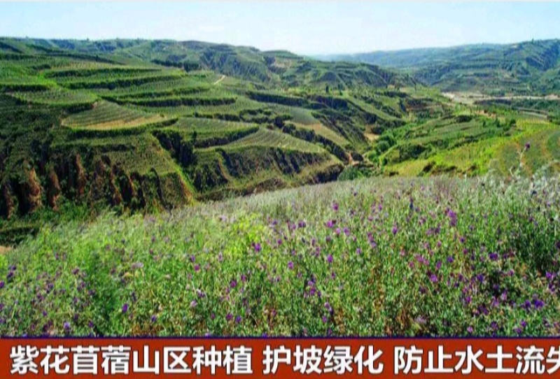 多年生紫花苜蓿种子猪牛羊兔鸡鸭鹅四季牧草苜蓿草鱼草种子