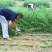多年生紫花苜蓿种子猪牛羊兔鸡鸭鹅四季牧草苜蓿草鱼草种子