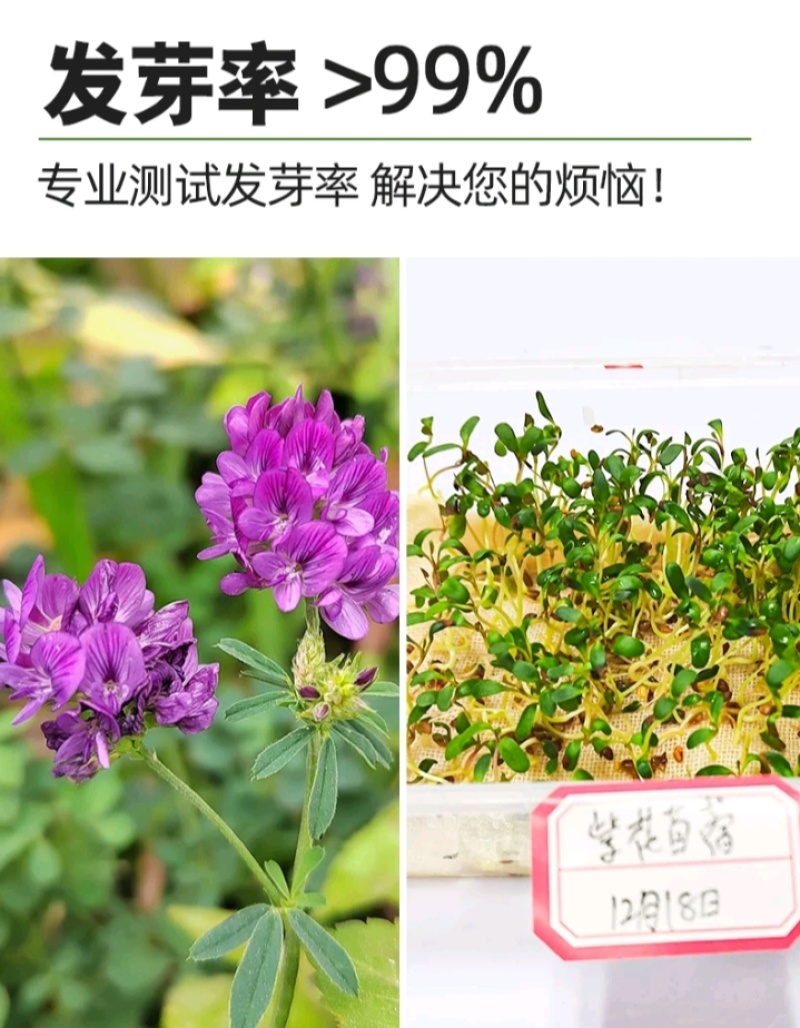 多年生紫花苜蓿种子猪牛羊兔鸡鸭鹅四季牧草苜蓿草鱼草种子