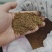 多年生紫花苜蓿种子猪牛羊兔鸡鸭鹅四季牧草苜蓿草鱼草种子