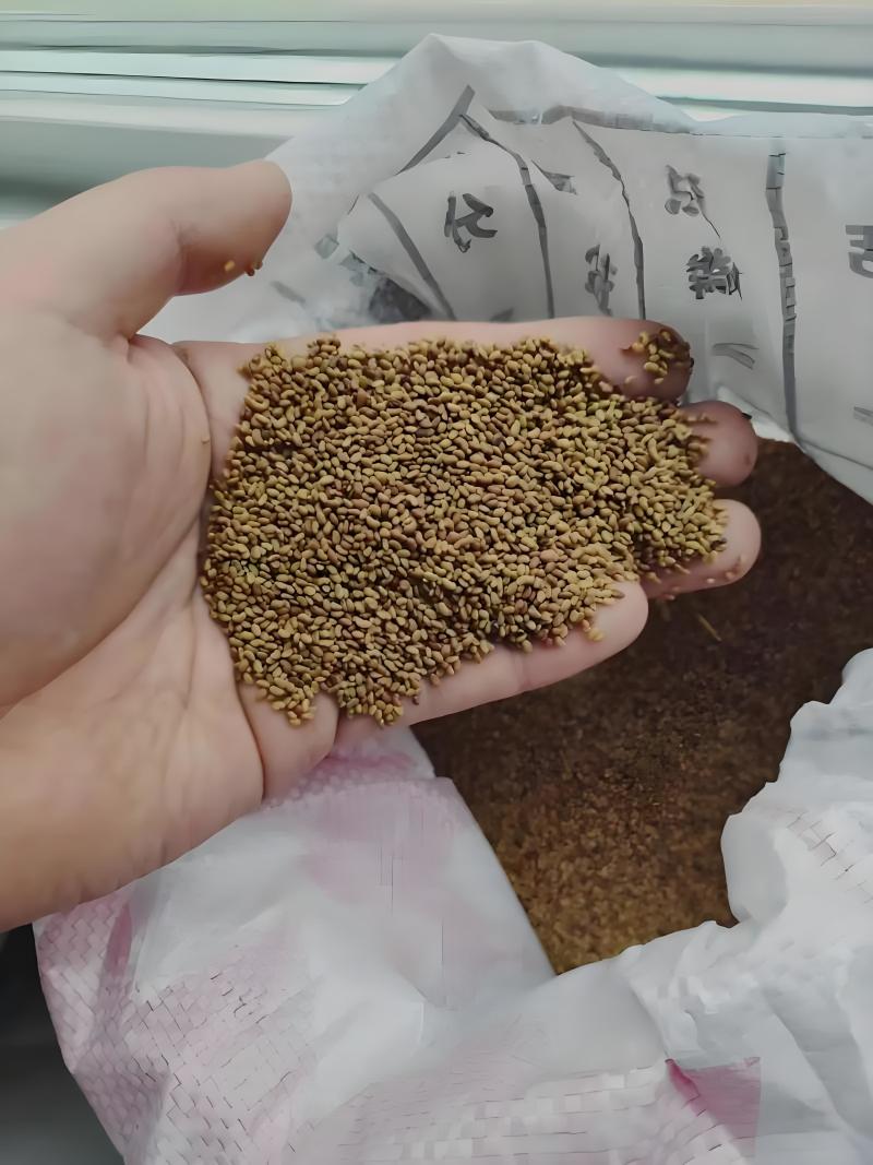 多年生紫花苜蓿种子猪牛羊兔鸡鸭鹅四季牧草苜蓿草鱼草种子
