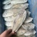 马面鱼300/500。剥皮鱼耗儿鱼