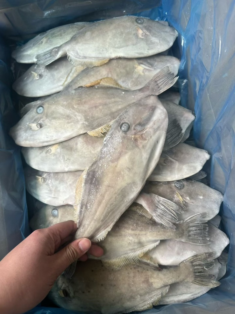 马面鱼300/500。剥皮鱼耗儿鱼