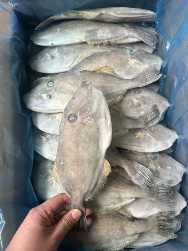 马面鱼300/500。剥皮鱼耗儿鱼