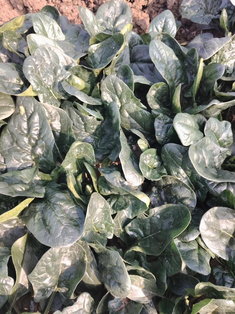 大棚种植基地的趴地菠菜