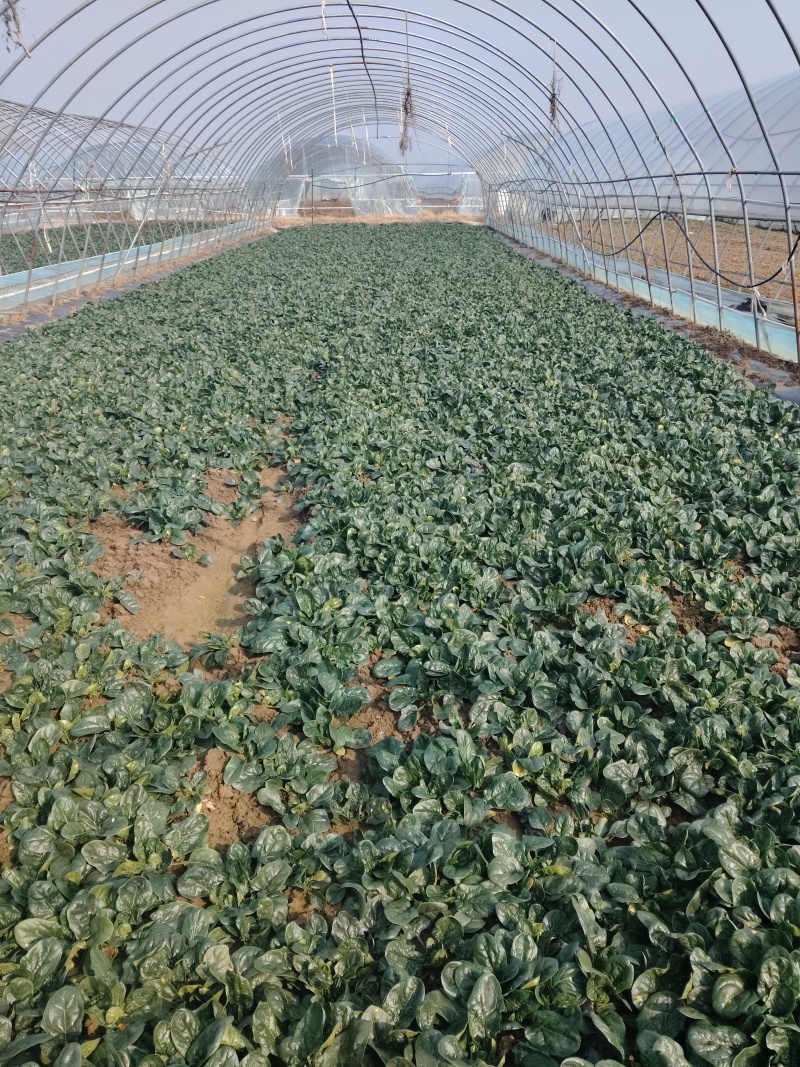 大棚种植基地的趴地菠菜