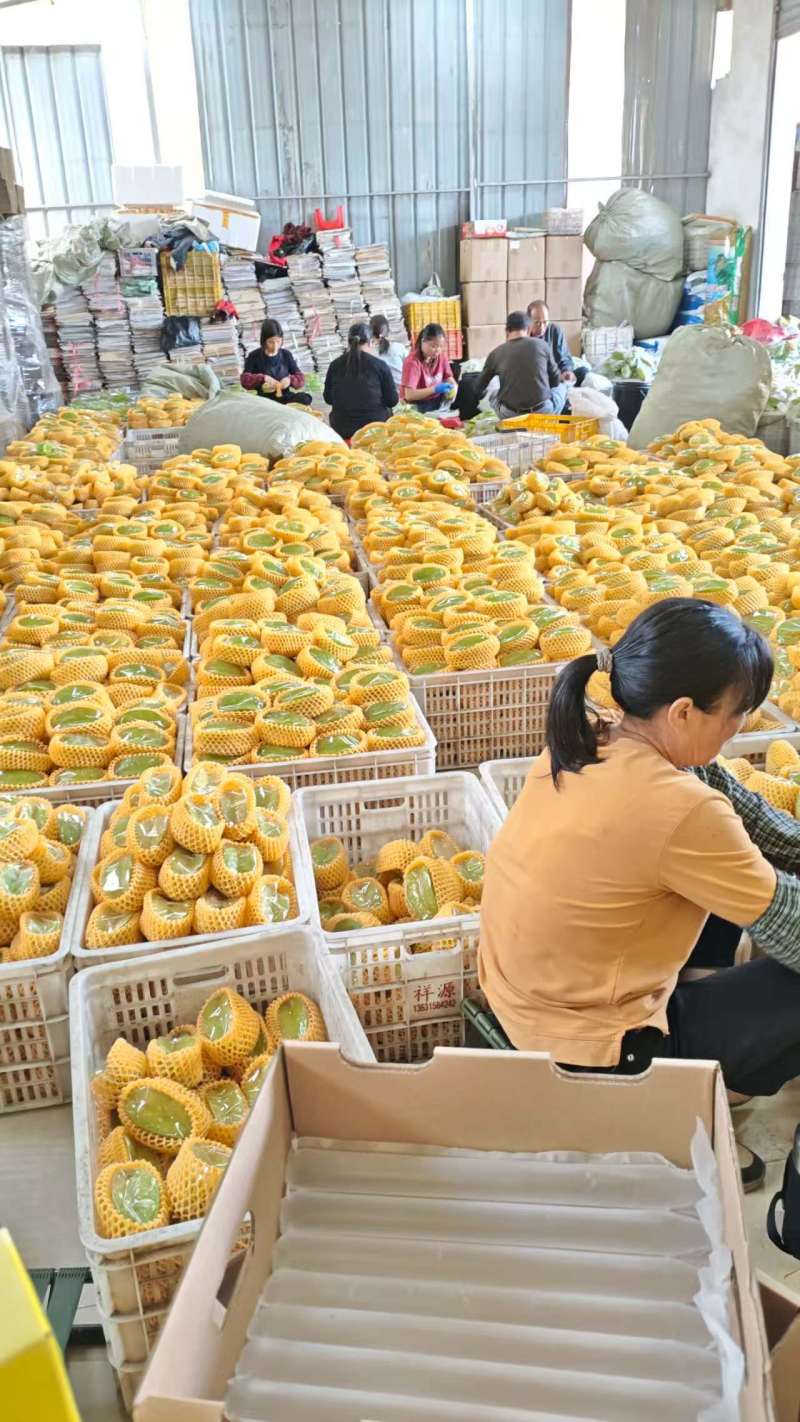 【杨桃】广东香蜜杨桃/裕丰杨桃原产地供应链/电商团购