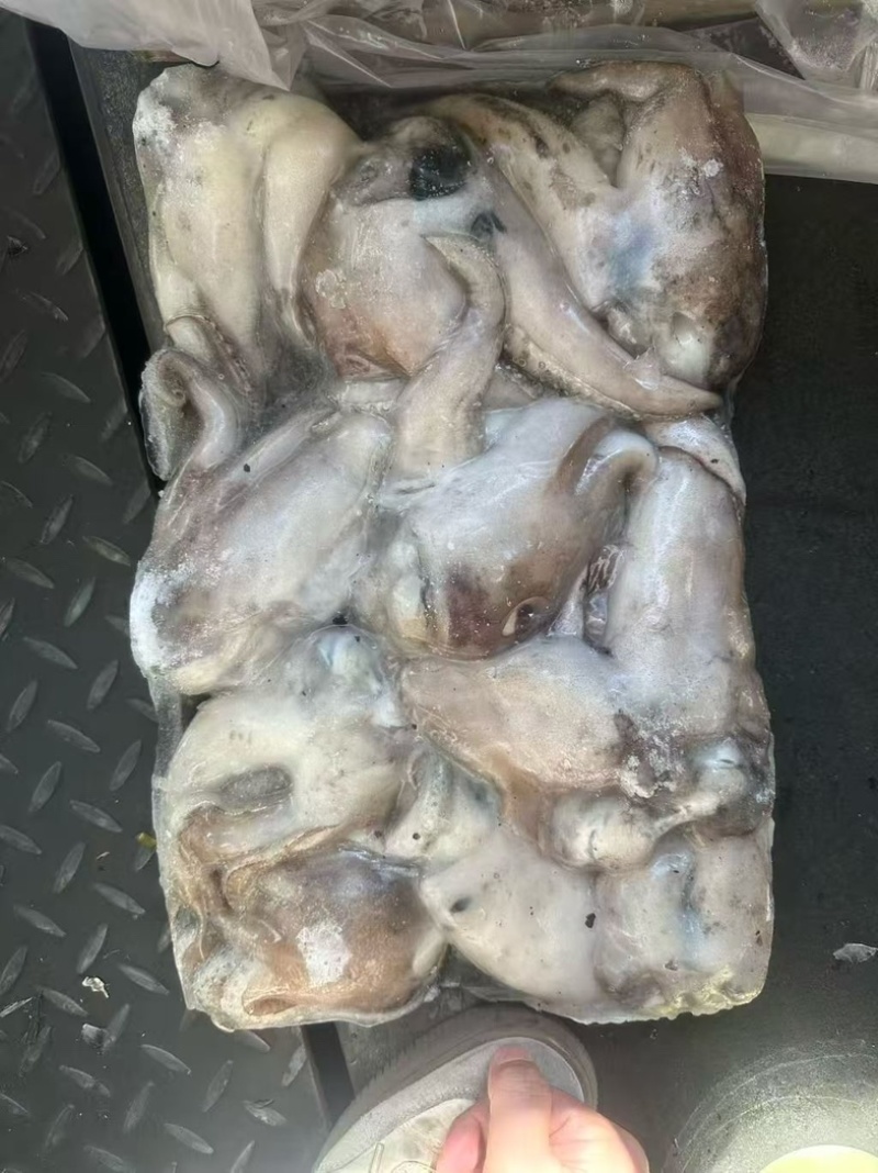 墨鱼头