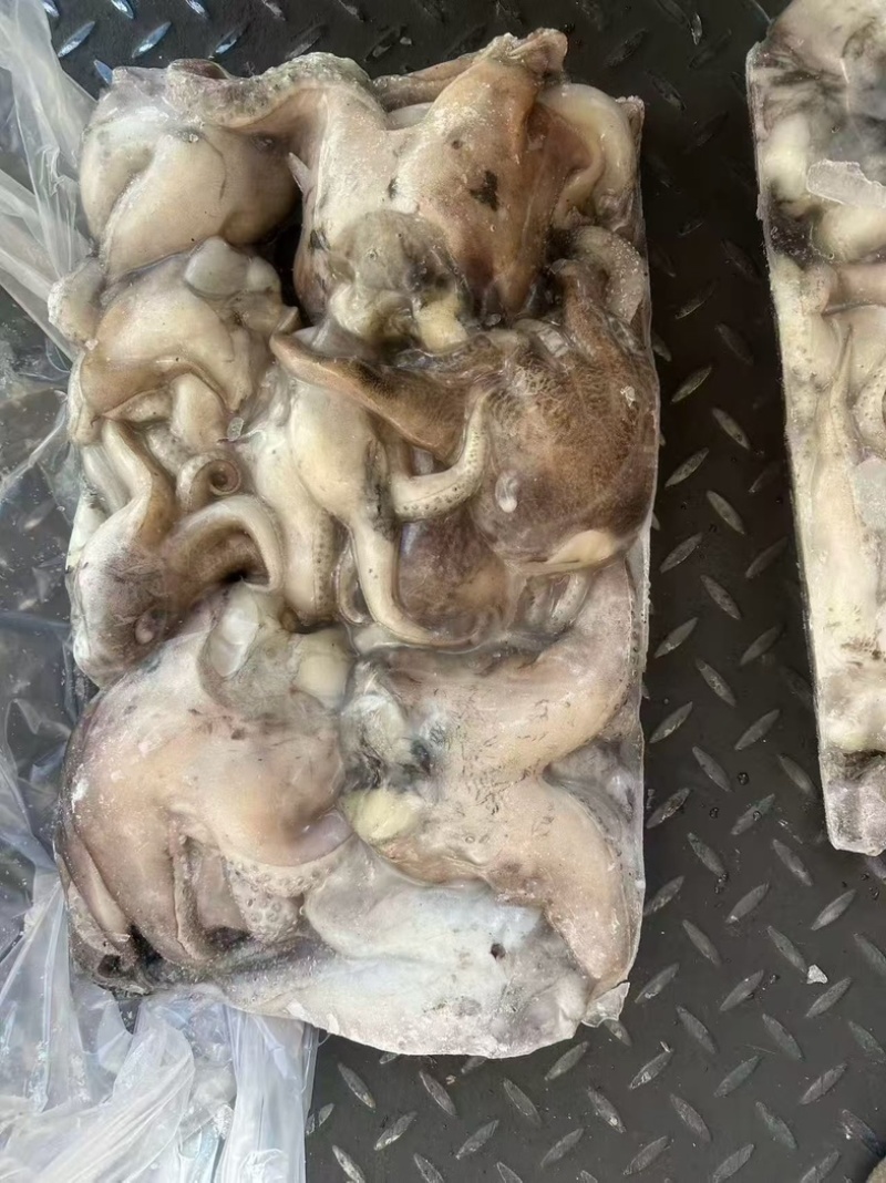 墨鱼头
