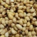 广东大量供应竹笋虫，自家养殖货源充足，规格齐全量大