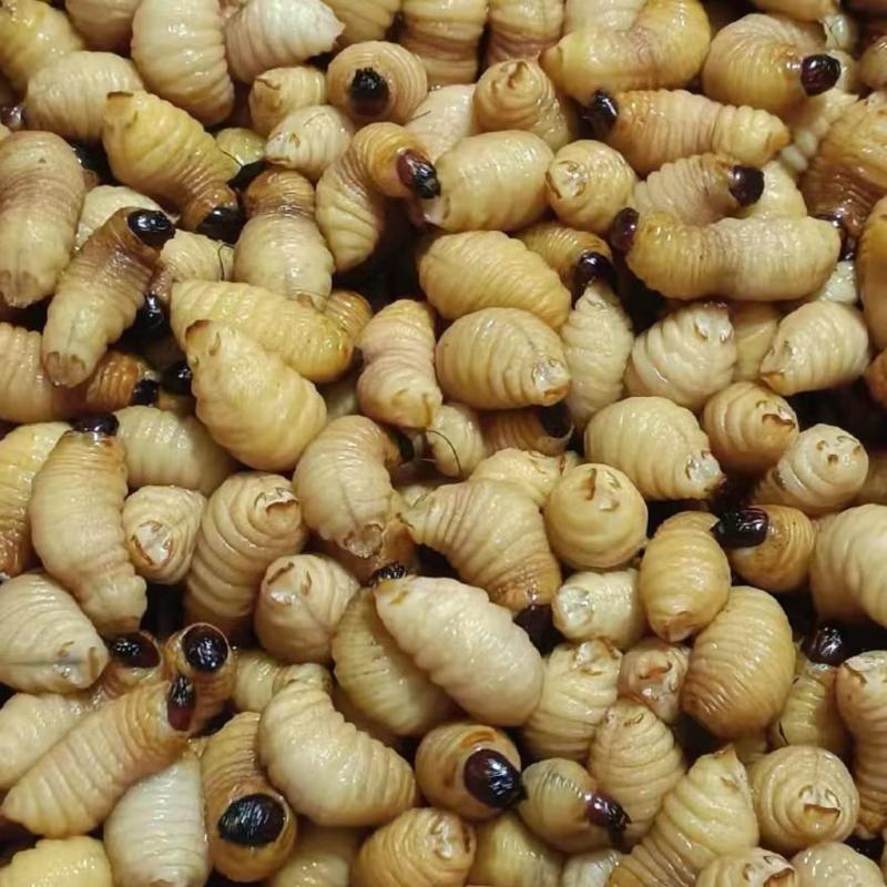广东大量供应竹笋虫，自家养殖货源充足，规格齐全量大