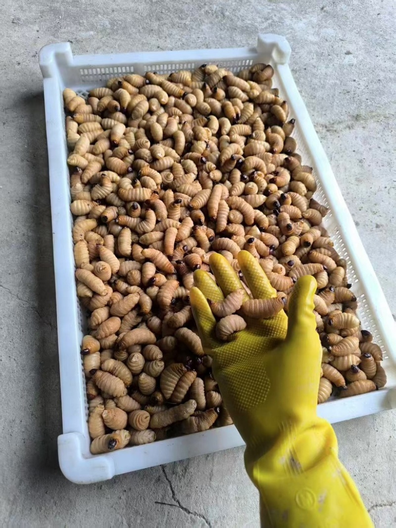 竹虫笋虫种虫需提前一个月预定，规格齐全量大从优