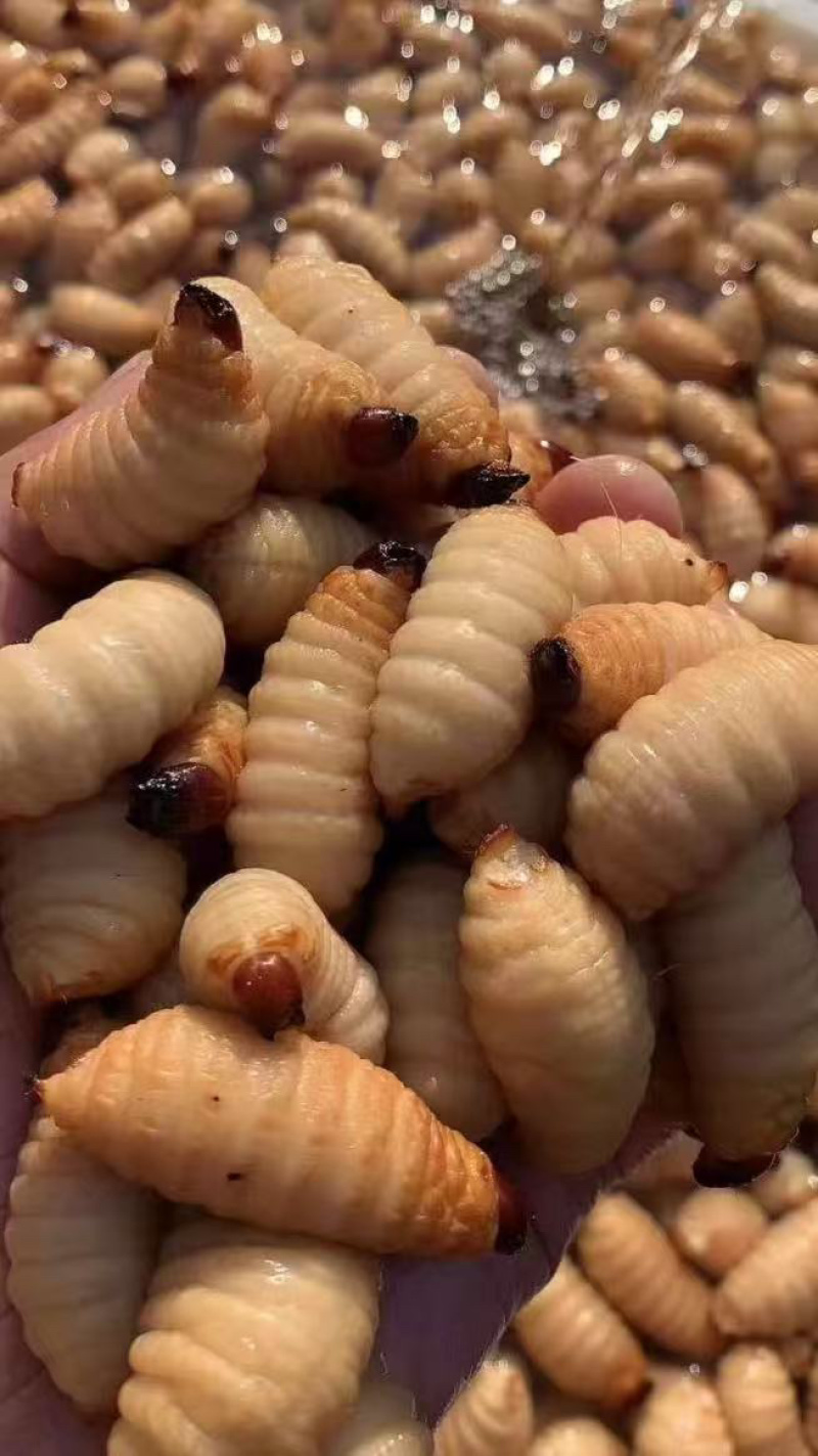 竹虫笋虫种虫需提前一个月预定，规格齐全量大从优