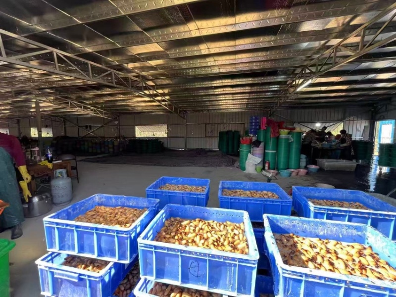 竹虫笋虫种虫需提前一个月预定，规格齐全量大从优