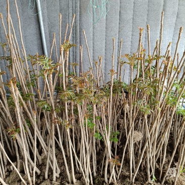 山东菏泽反季节香椿芽