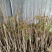 山东菏泽反季节香椿芽