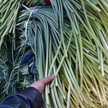 江苏射阳精品白苔