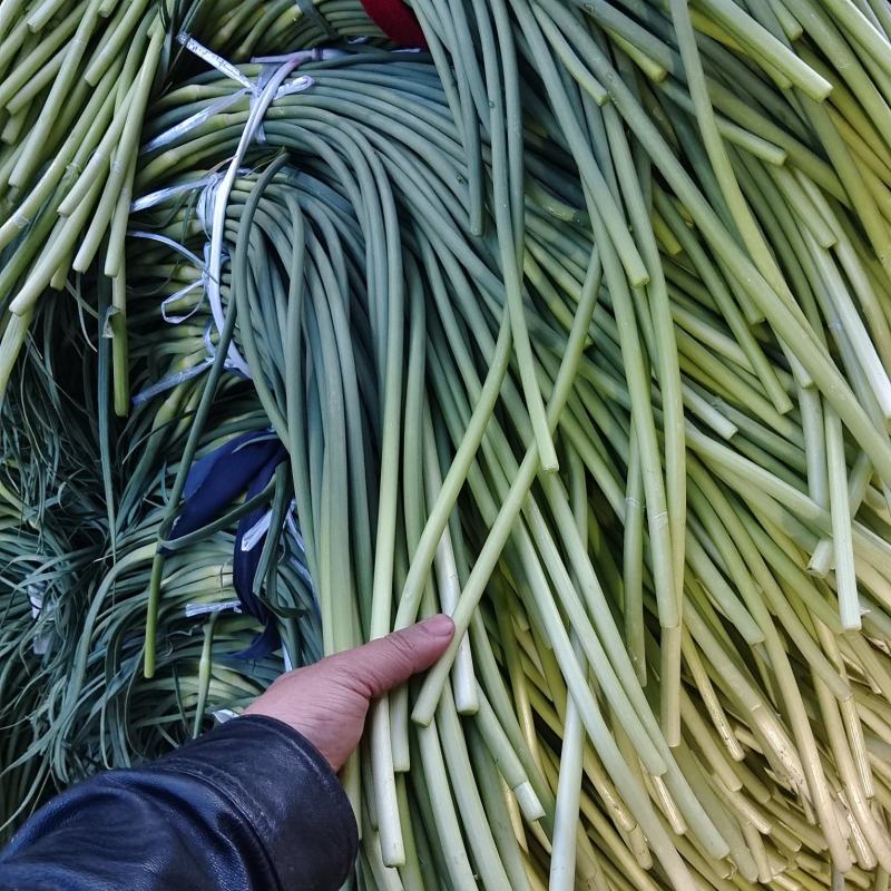 江苏射阳精品白苔