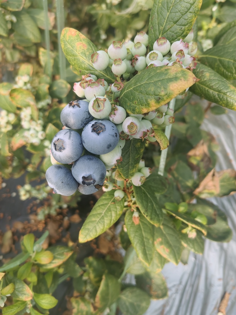 L25蓝莓