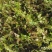 花椒叶/量大从优/保质保量/欢迎各位老板前来选购货源