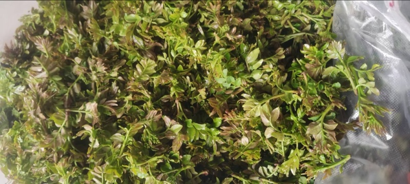 花椒叶/量大从优/保质保量/欢迎各位老板前来选购货源