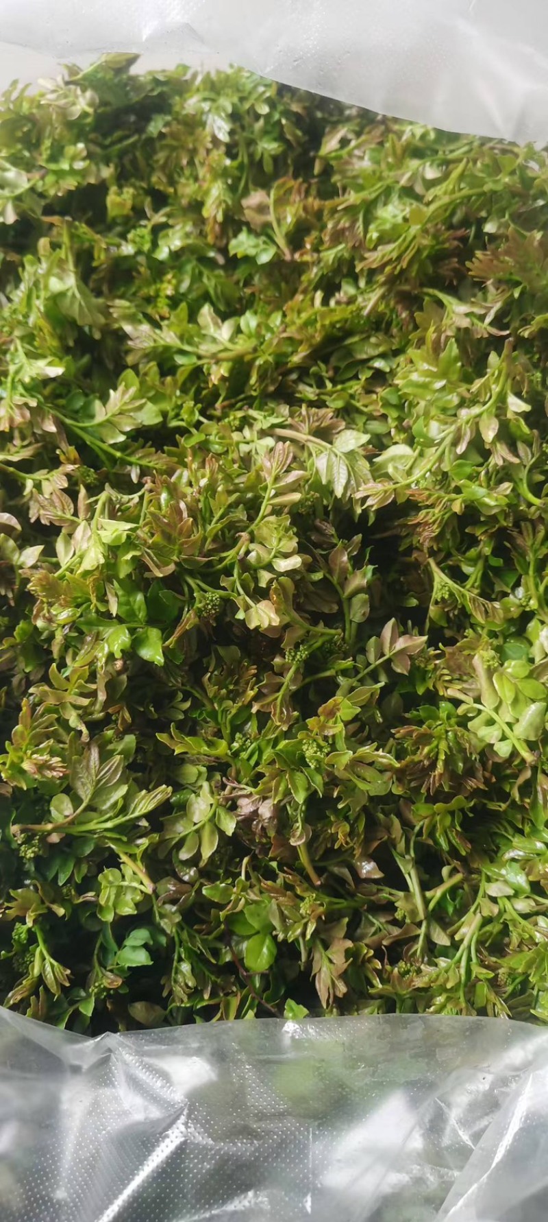花椒叶/量大从优/保质保量/欢迎各位老板前来选购货源