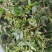 花椒叶/量大从优/保质保量/欢迎各位老板前来选购货源