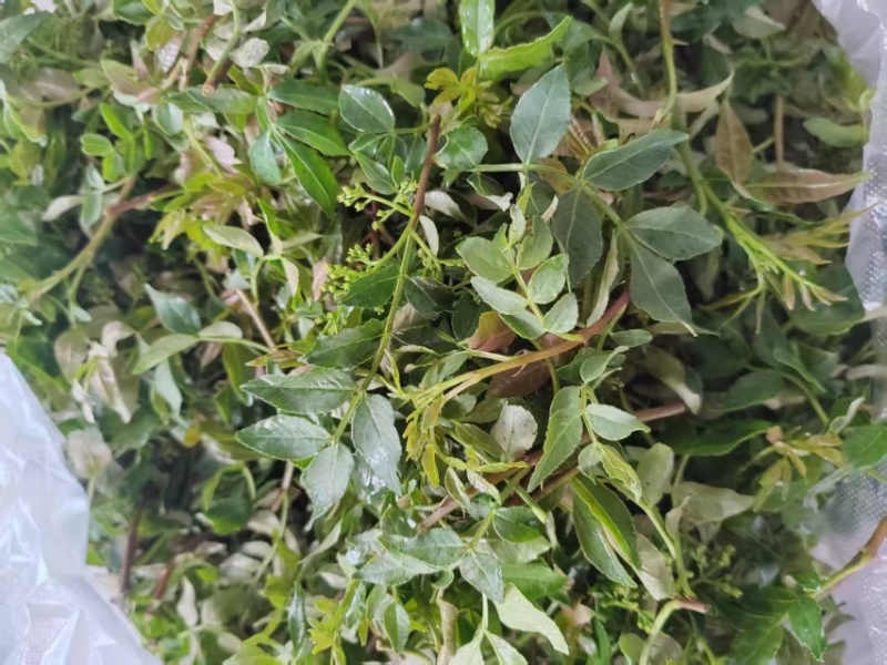 花椒叶/量大从优/保质保量/欢迎各位老板前来选购货源