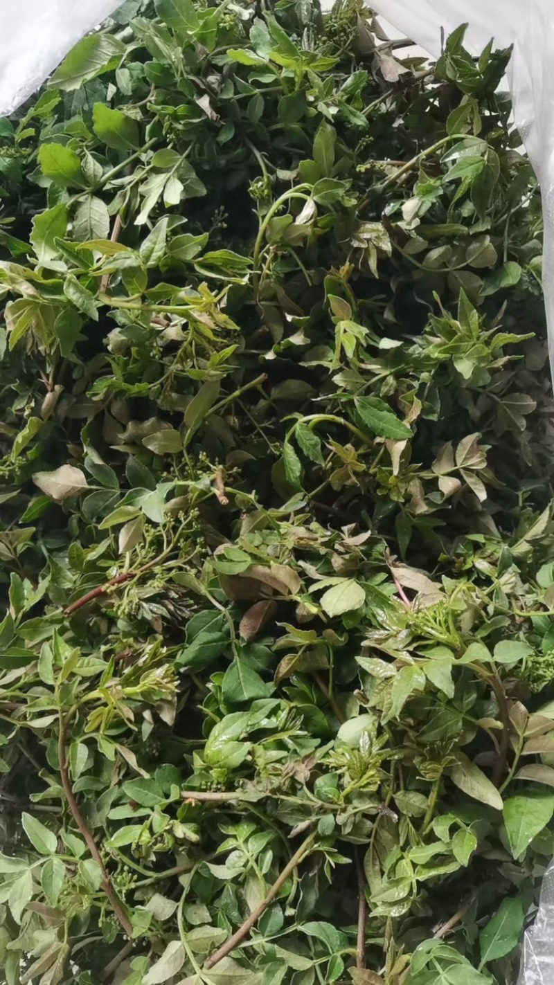 花椒叶/量大从优/保质保量/欢迎各位老板前来选购货源