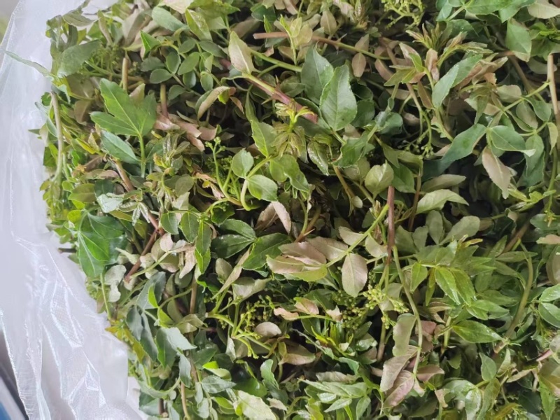 花椒叶/量大从优/保质保量/欢迎各位老板前来选购货源