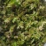 花椒叶/量大从优/保质保量/欢迎各位老板前来选购货源