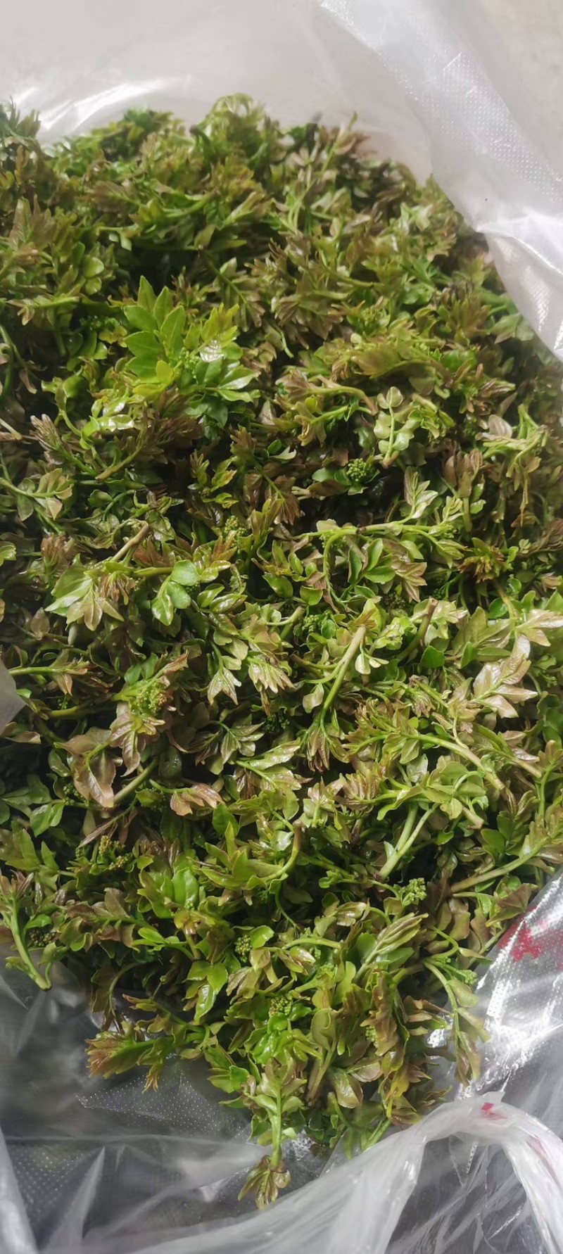花椒叶/量大从优/保质保量/欢迎各位老板前来选购货源