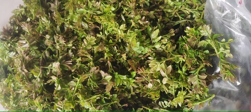 花椒叶/量大从优/保质保量/欢迎各位老板前来选购货源