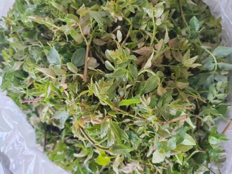 花椒叶/量大从优/保质保量/欢迎各位老板前来选购货源