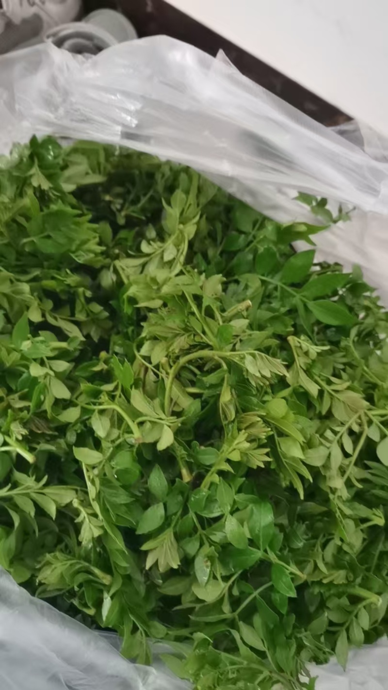 花椒叶/量大从优/保质保量/欢迎各位老板前来选购货源