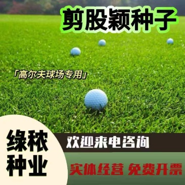 匍匐型剪股颖草籽低矮高尔夫球场别墅庭院绿化四季常青草坪