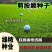 匍匐型剪股颖草籽低矮高尔夫球场别墅庭院绿化四季常青草坪