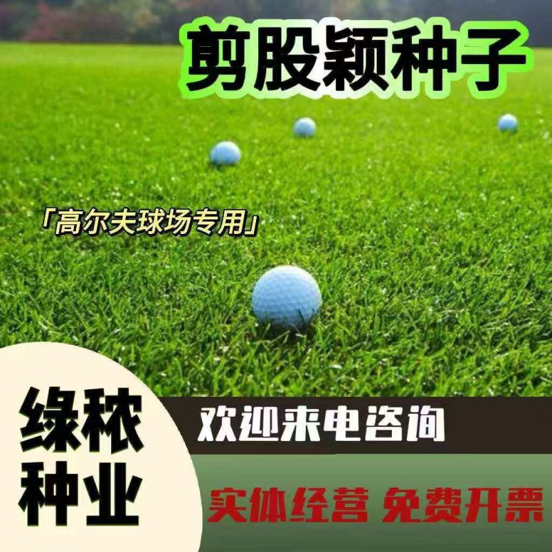 匍匐型剪股颖草籽低矮高尔夫球场别墅庭院绿化四季常青草坪