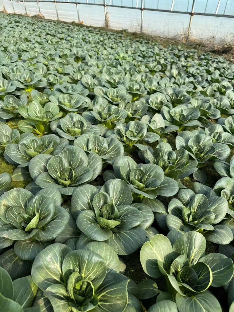 百亩青菜苏州青黑菜大量供应，支持整成发货。