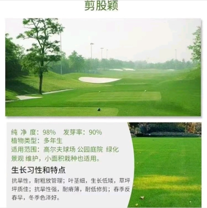 匍匐型剪股颖草籽低矮高尔夫球场别墅庭院绿化四季常青草坪