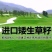 匍匐型剪股颖草籽低矮高尔夫球场别墅庭院绿化四季常青草坪