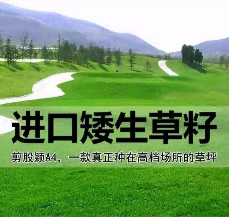 匍匐型剪股颖草籽低矮高尔夫球场别墅庭院绿化四季常青草坪