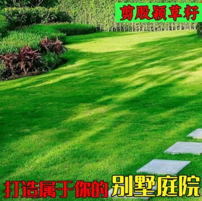 匍匐型剪股颖草籽低矮高尔夫球场别墅庭院绿化四季常青草坪