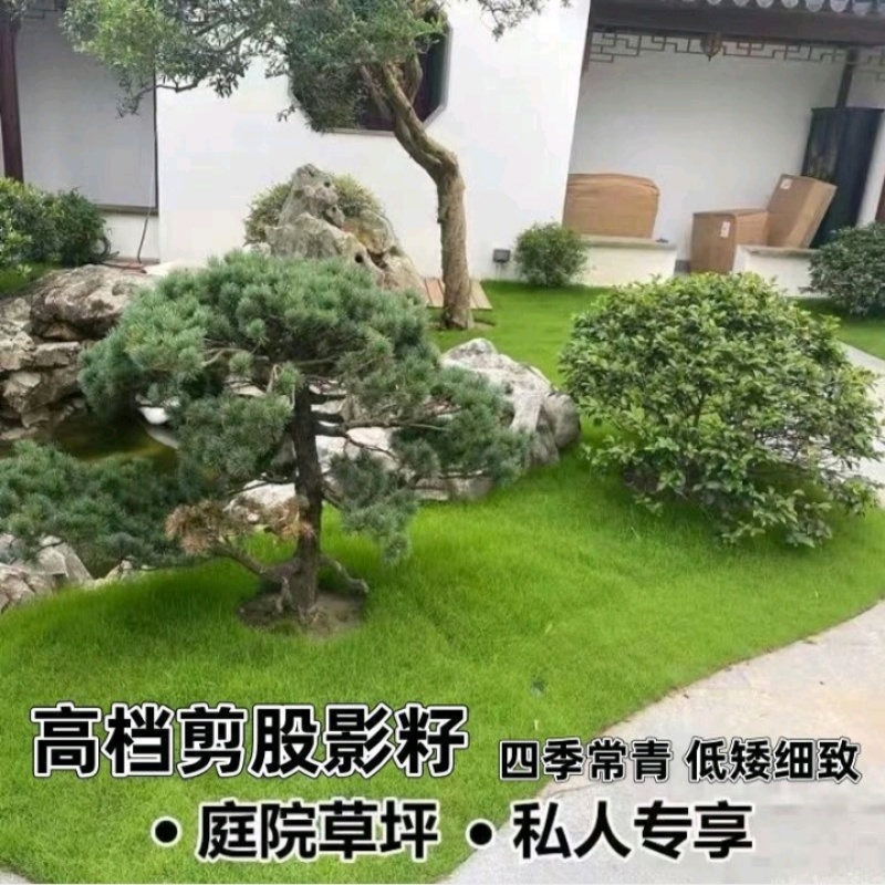 匍匐型剪股颖草籽低矮高尔夫球场别墅庭院绿化四季常青草坪